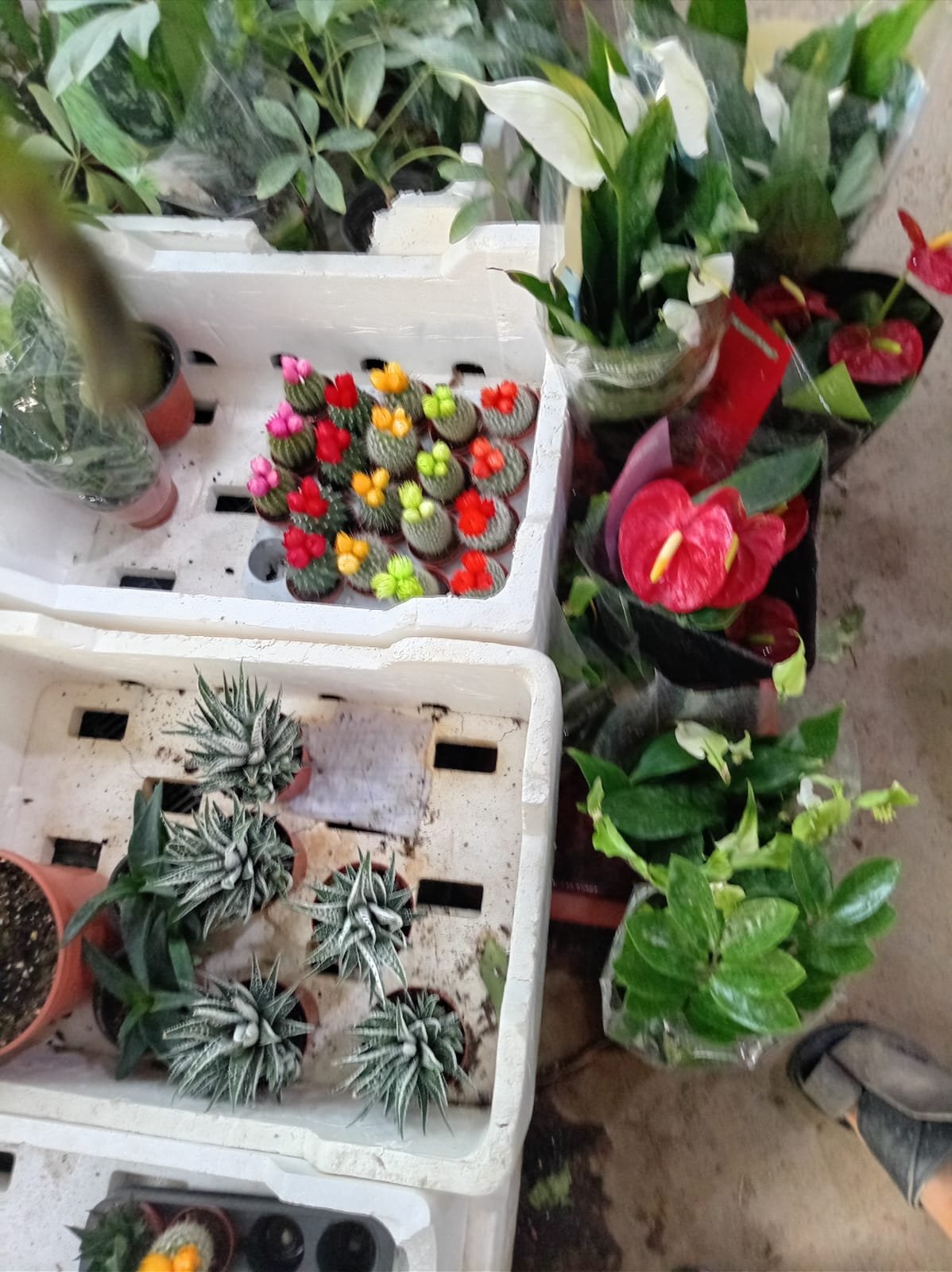 عمل تنسيق حدائق